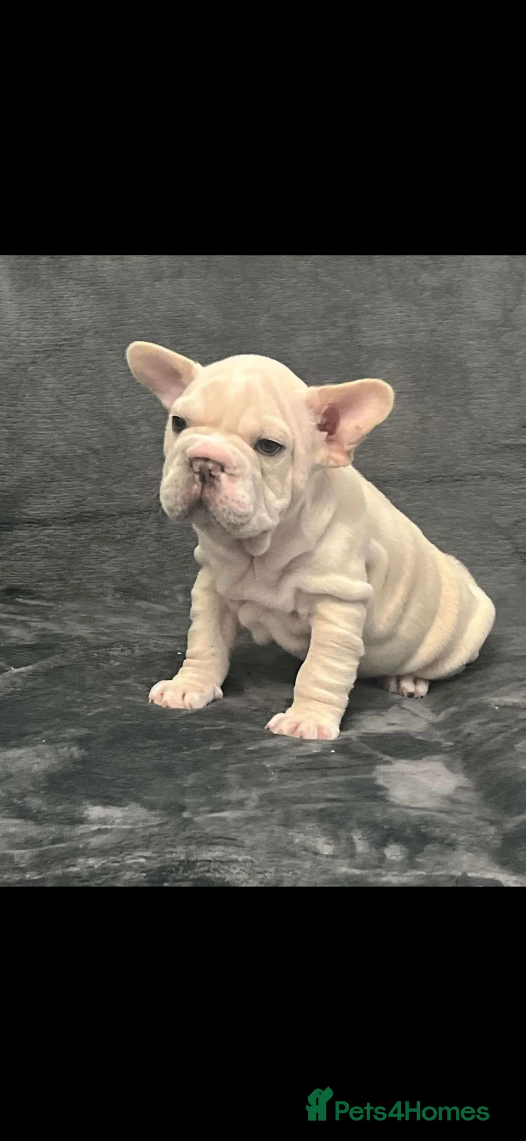 French Bulldog dogs for stud: french bulldog fluffy carrier in Birkenhead - Advert 8