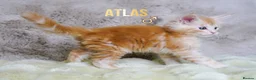 Maine Coon cats for sale: Rare Silver Shaded TICA Maine Coon Kittens in Canvey Island - Advert 13