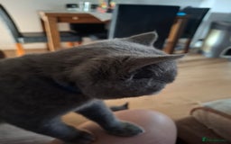 British Shorthair cats for sale: 2 Blue british shorthair for sale - Image 4