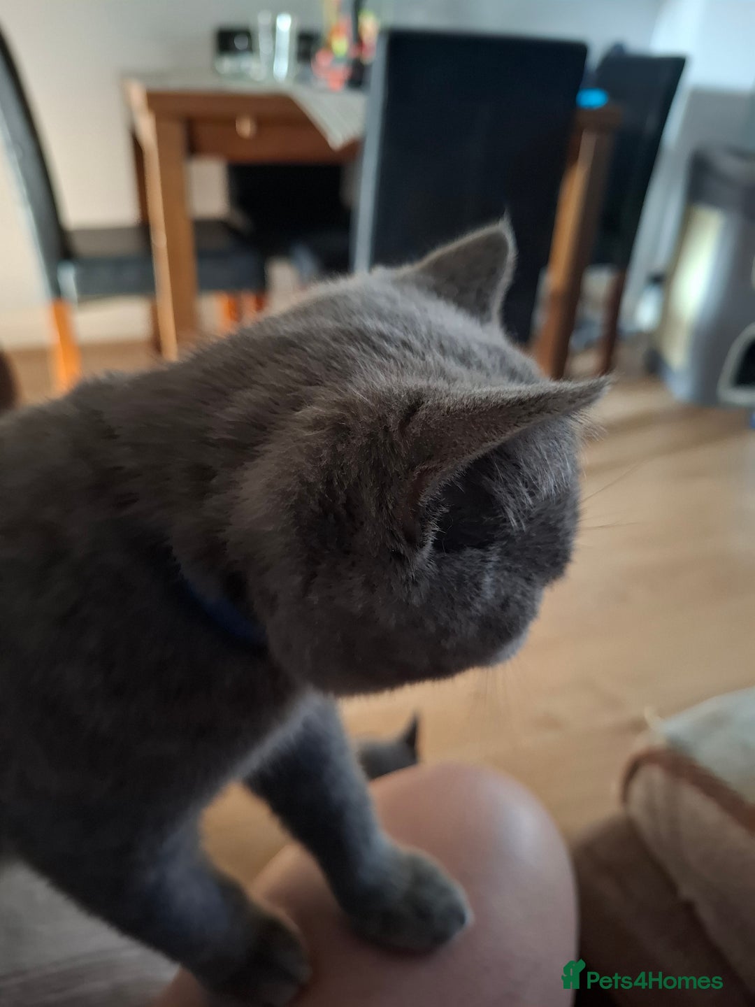 British Shorthair cats for sale: 2 Blue british shorthair for sale - Image 4
