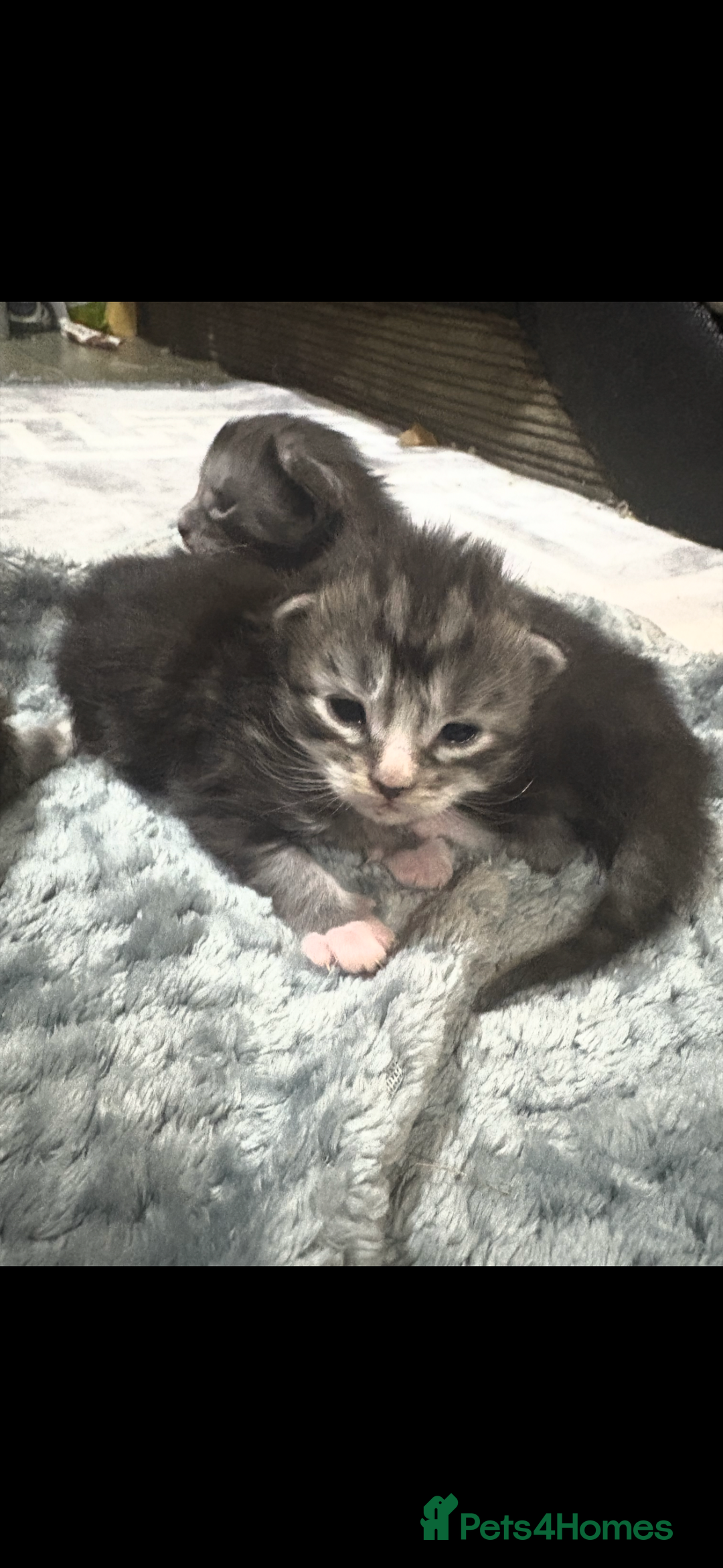 Maine Coon cats for sale: Beautiful Black/silver mackerel  tabby Maine coons - Advert 21