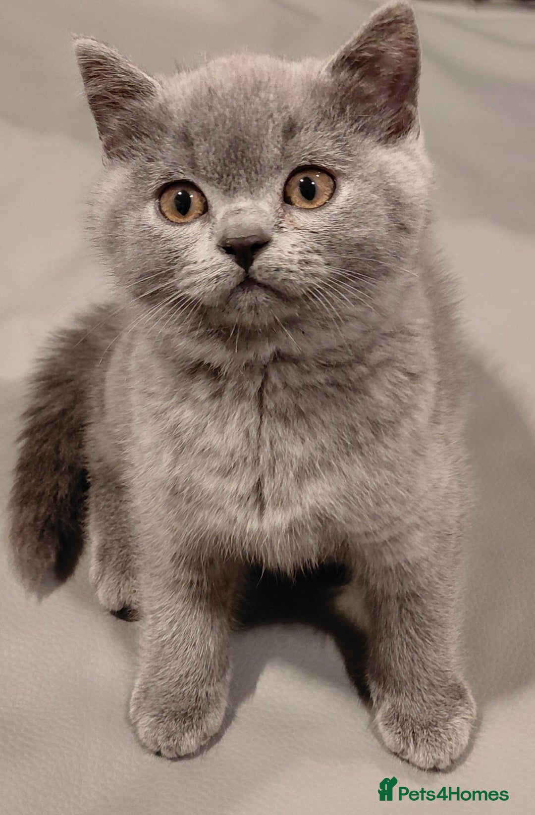 British Shorthair cats for sale: GCCF Registered Championship Line BSH Kittens - Advert 33