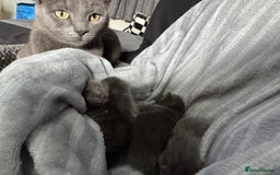 Mixed Breed cats for sale: Regular kittens - Image 21