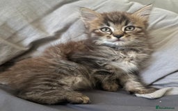 Mixed Breed cats for sale: Beautiful mixed breed kittens - Image 2