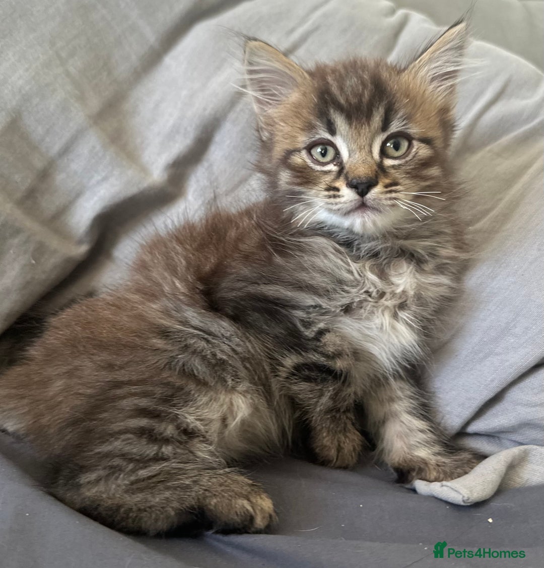 Mixed Breed cats for sale: Beautiful mixed breed kittens - Image 2