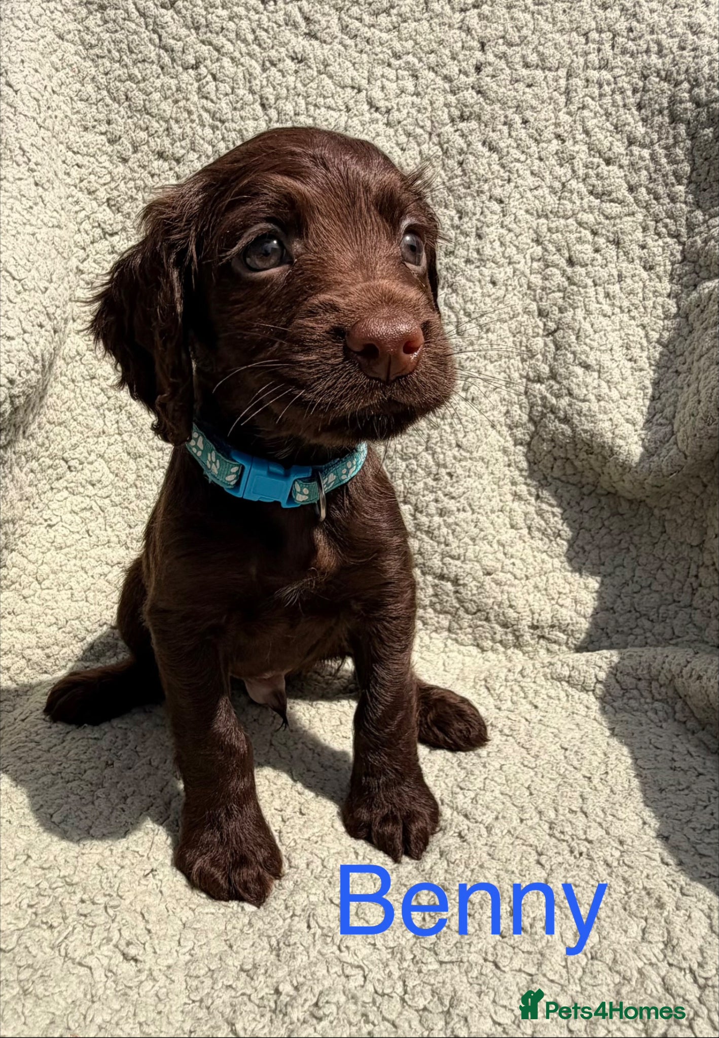 Cocker Spaniel dogs for sale: Working cocker spaniels  - Advert 15