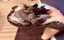 Sphynx cats for sale: Dwelf and Elf kittens - Image 6