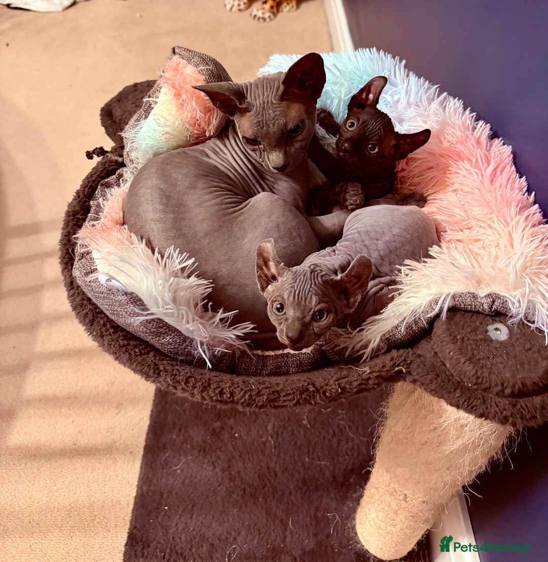 Sphynx cats for sale: Dwelf and Elf kittens - Image 6