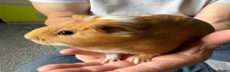 Guinea Pig rodents for sale:  Two Girl Guinea Pigs Brownie and Dusty with setup - Advert 5