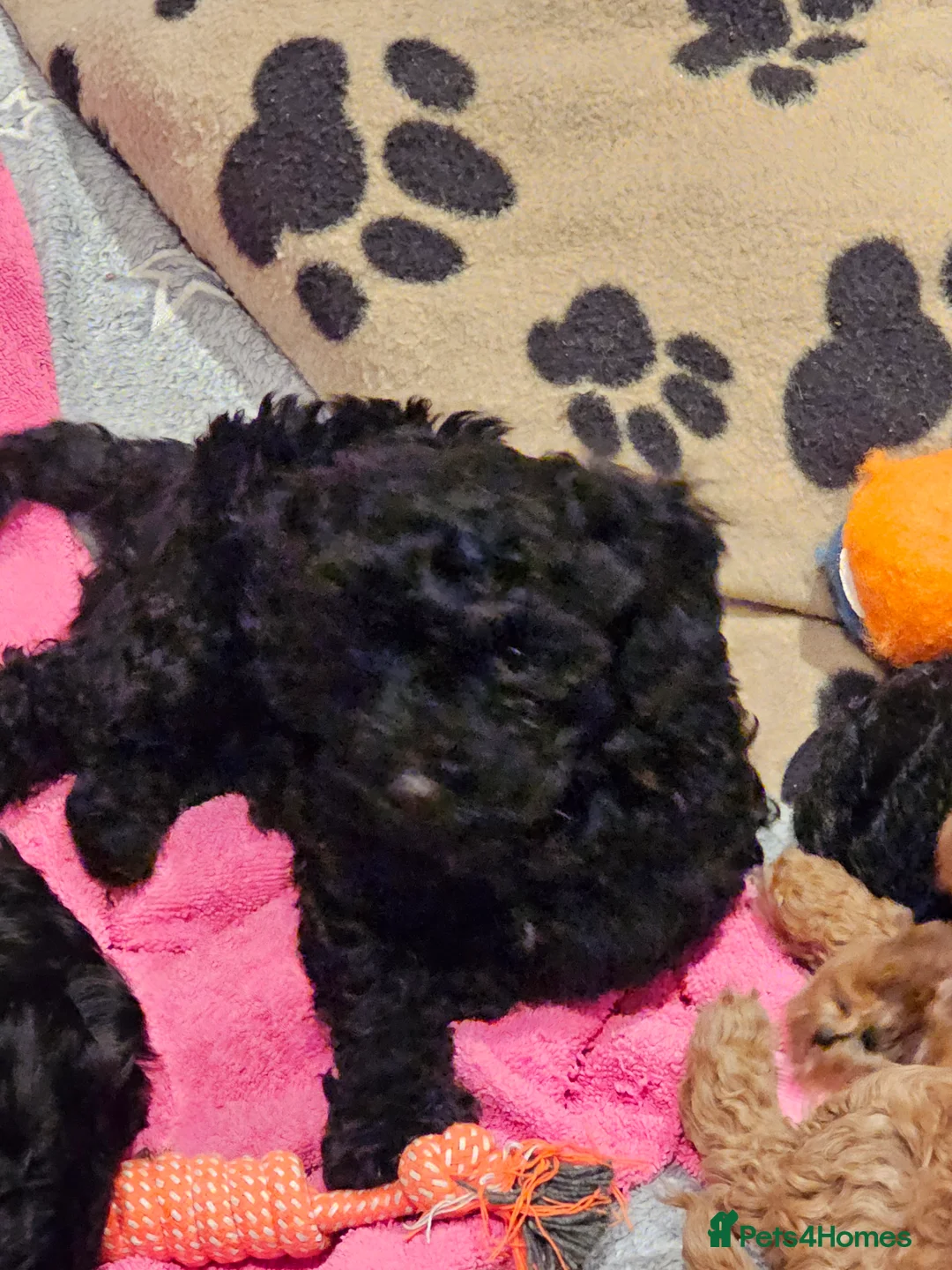 Cockapoo dogs for sale: Cockerpoo F1b Pups for sale (Ready to be rehomed) - Advert 6
