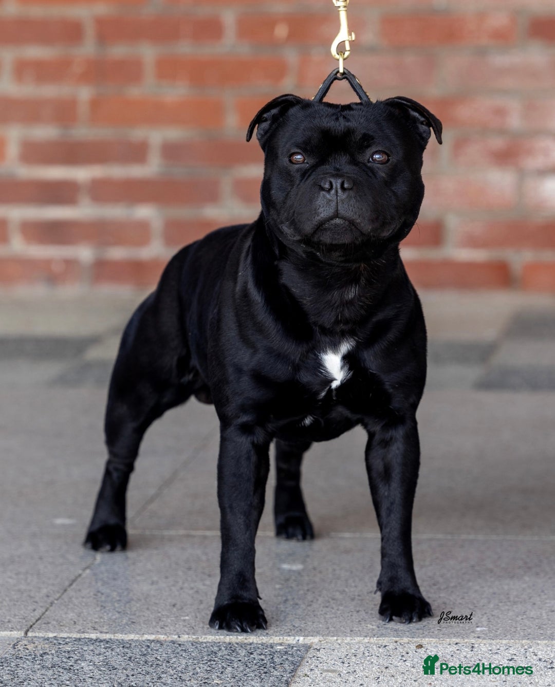 Staffordshire Bull Terrier dogs for stud: VALGLO TOP GUN -BLUE CARRIER in Dudley - Image 1
