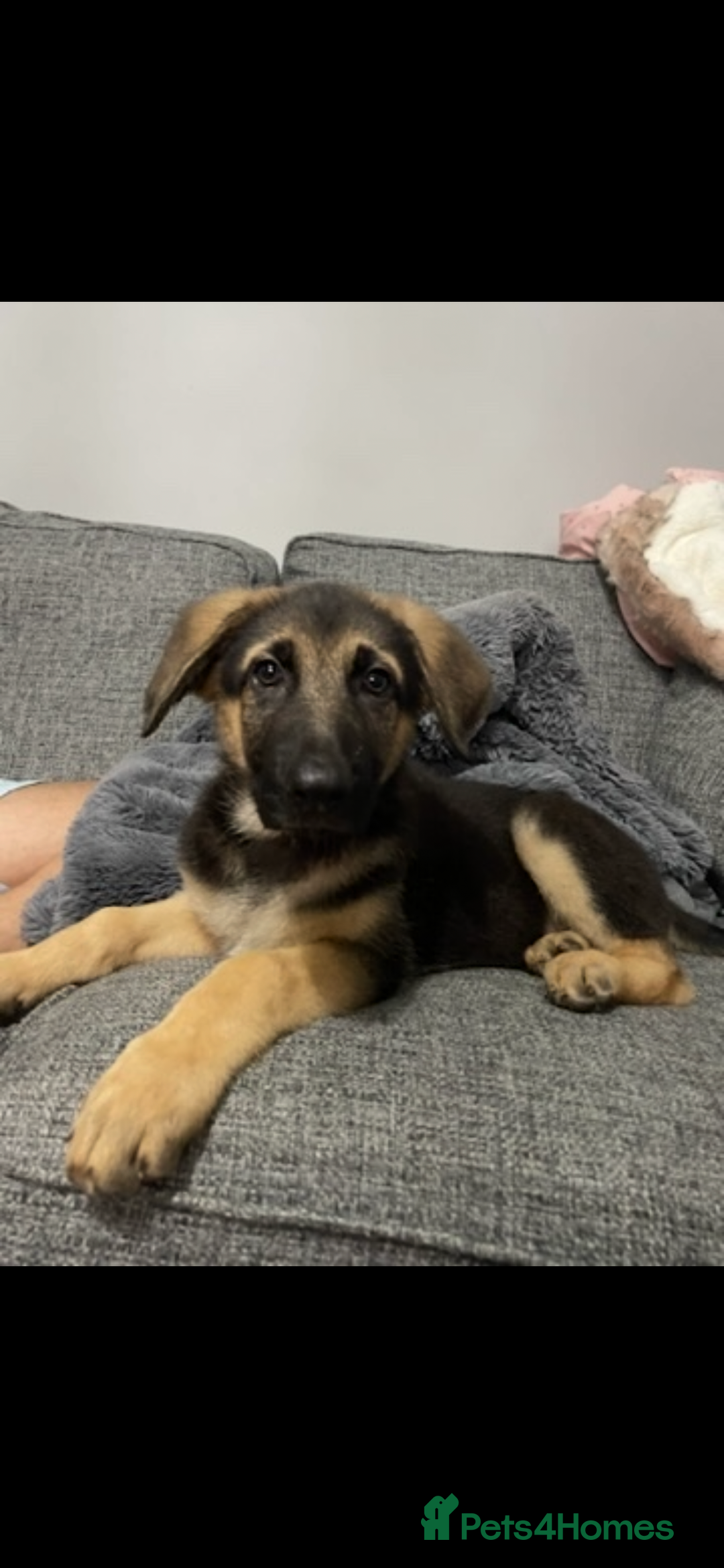 German Shepherd dogs for sale: 2 year old male German shepherd  - Advert 3