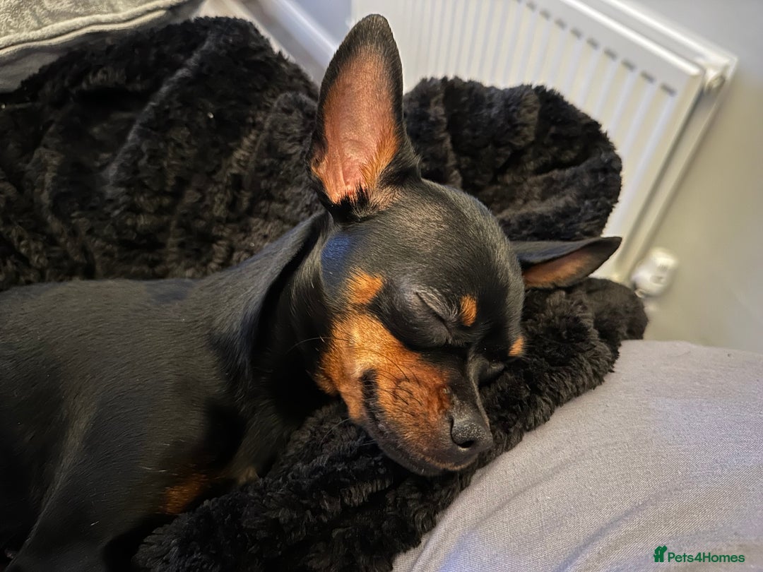 Miniature Pinscher dogs for sale: ✨ Exceptional Miniature Pinscher Puppies ✨ - Image 17