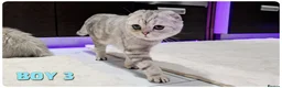 Scottish Fold cats for sale: Scottish fold - Advert 6