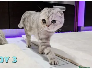 Scottish Fold cats Scottish fold kittens - Advert 16