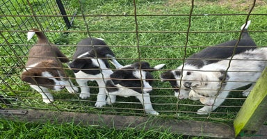 Border Collie dogs - Advert 9