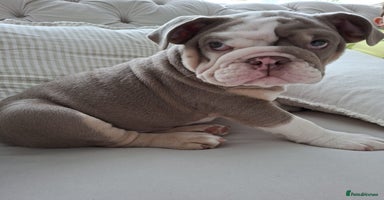 English Bulldog dogs 4 Month old, British Bulldog - Advert 1