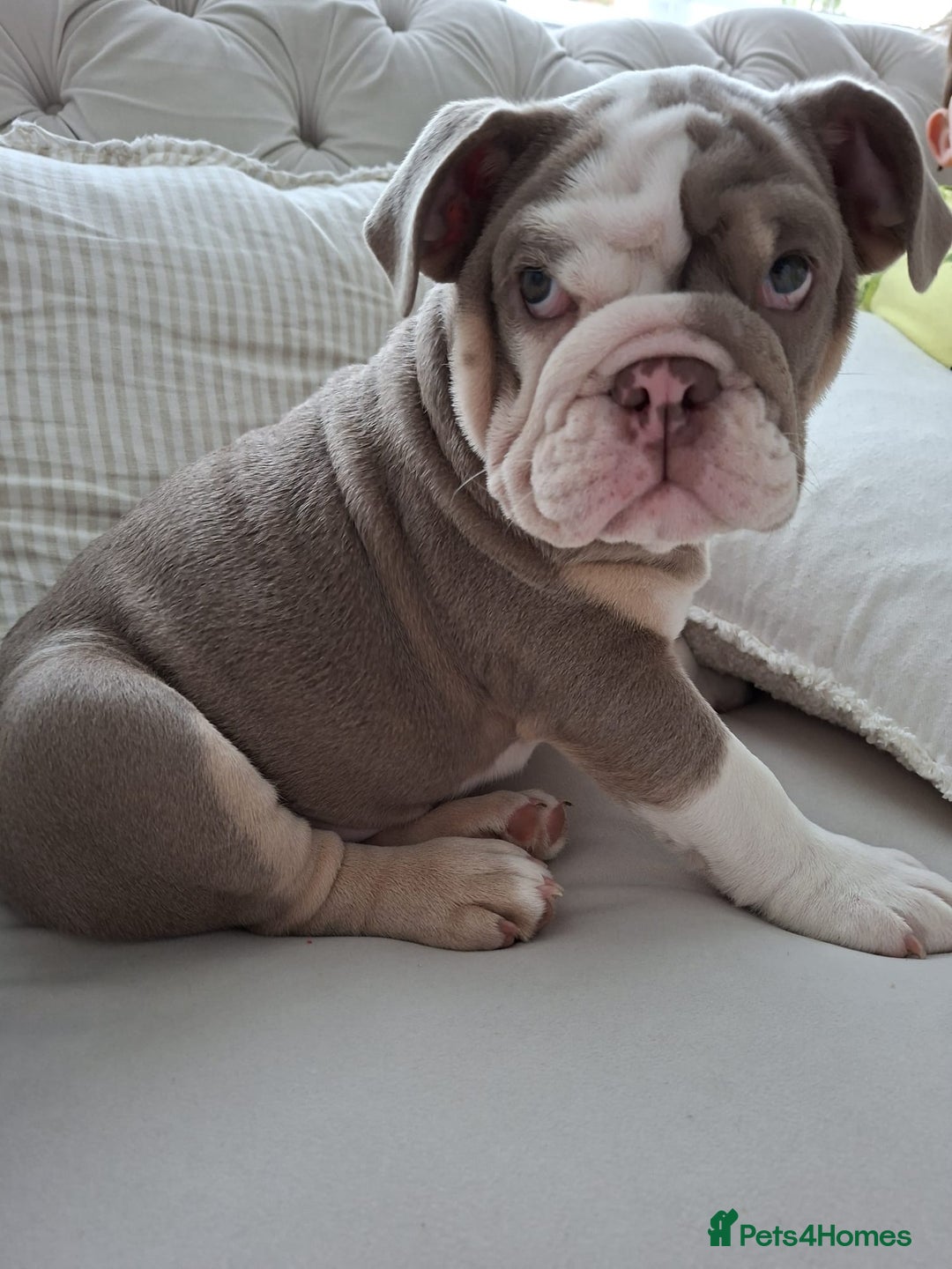 English Bulldog dogs for sale: 4 Month old, British Bulldog - Image 3