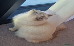 Ragdoll cats for sale: Beautiful Lilac Mitted Ragdoll Queen - Image 9