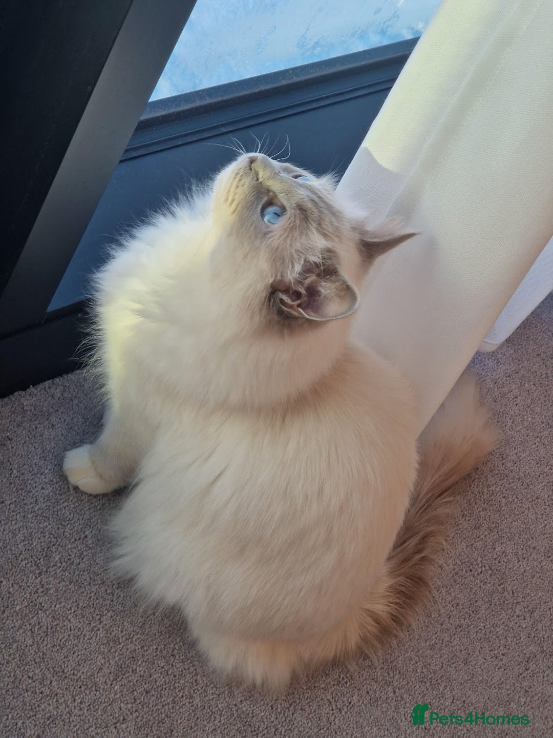 Ragdoll cats for sale: Beautiful Lilac Mitted Ragdoll Queen - Image 9