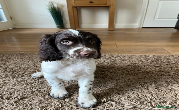 English Springer Spaniel dogs - Advert 5