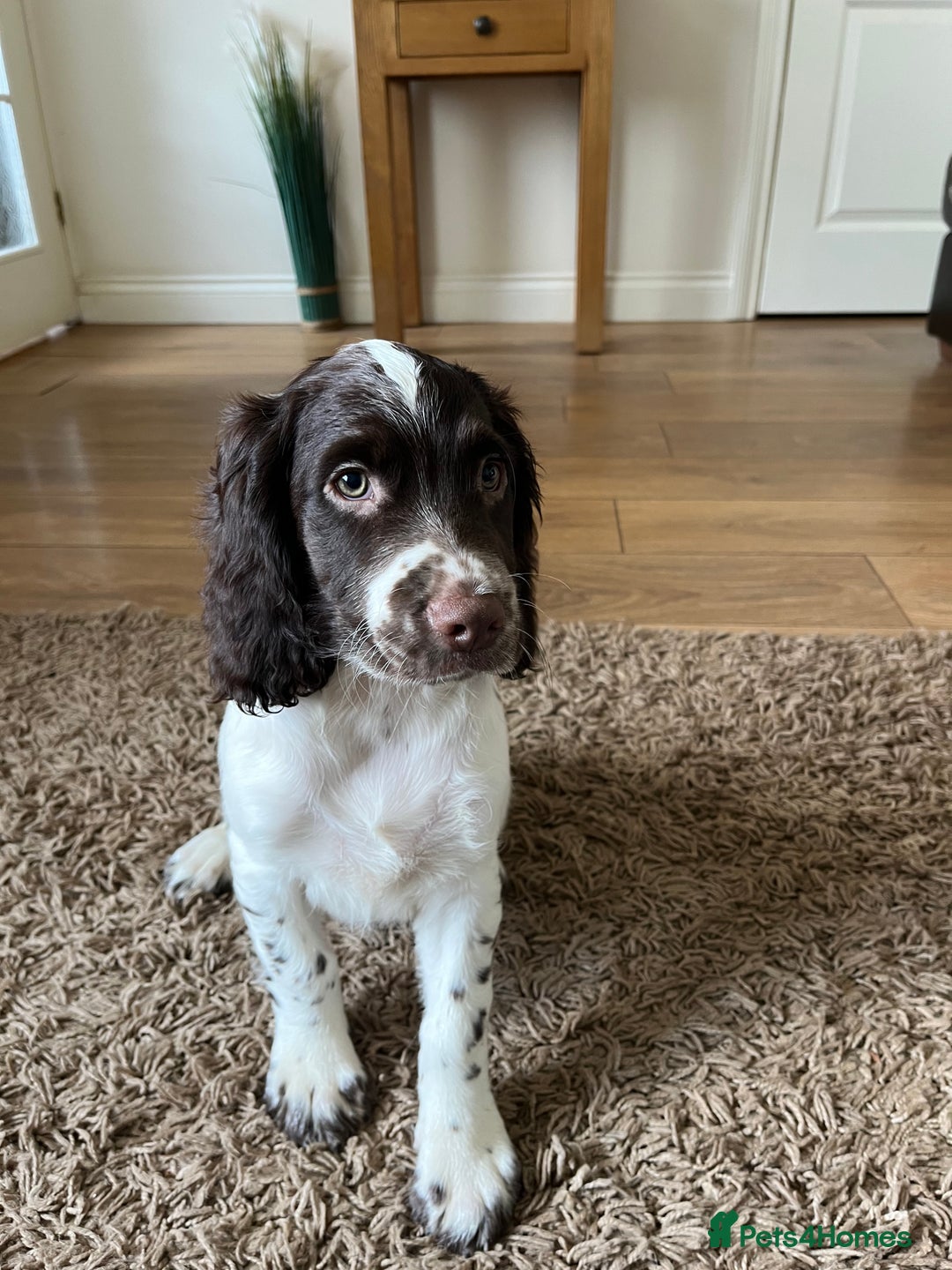 English Springer Spaniel dogs for sale: Superb DNA KC Champion Bred Working Springer Pups - Image 36