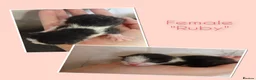 Mixed Breed cats for sale: 2 stunning little female for reservation  - Advert 2