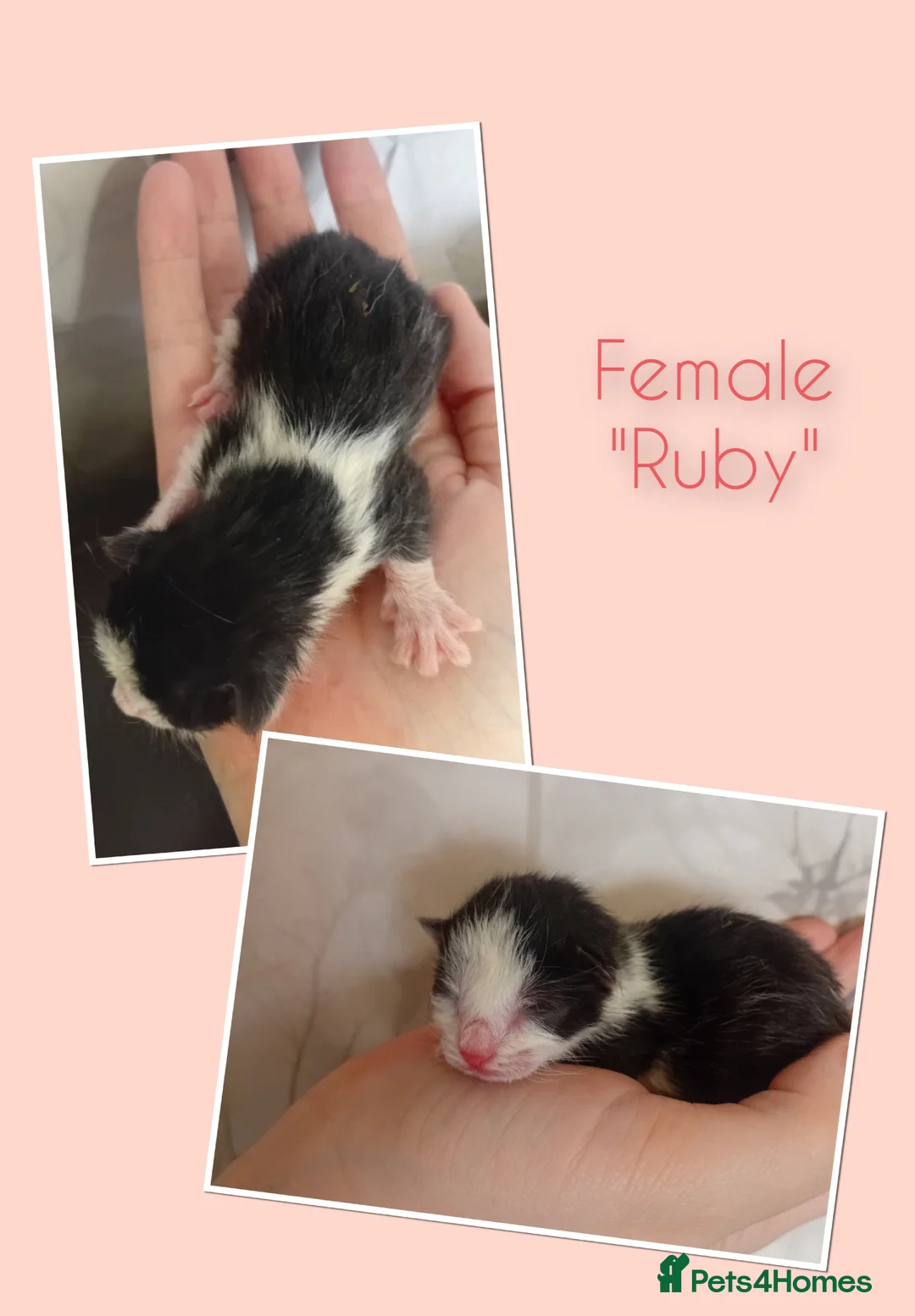 Mixed Breed cats for sale: 2 stunning little female for reservation  - Advert 2