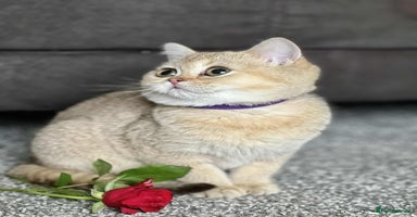 British Shorthair cats - Advert 16