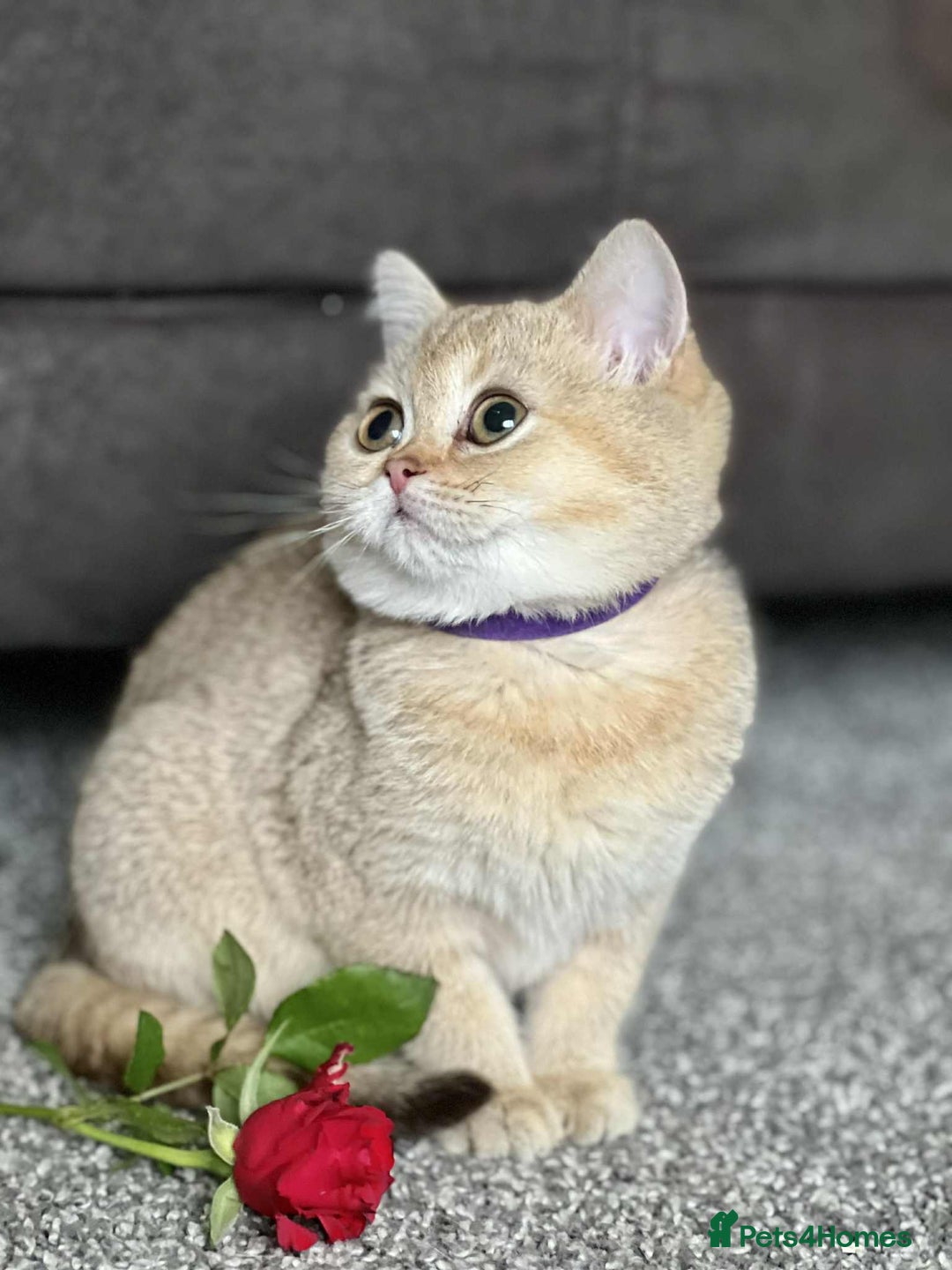 British Shorthair cats for sale: BSH TICA Girls for sale - Image 3