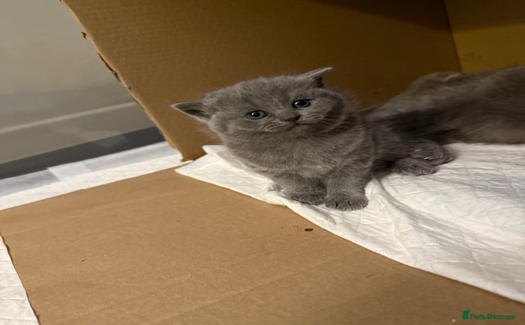 Scottish Fold cats - Advert 9