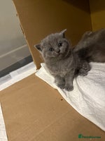 Scottish Fold cats - Advert 14