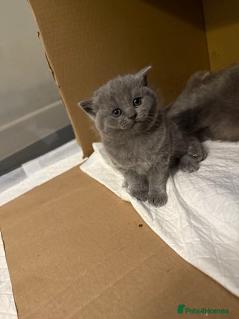 Scottish Fold cats - Advert 9