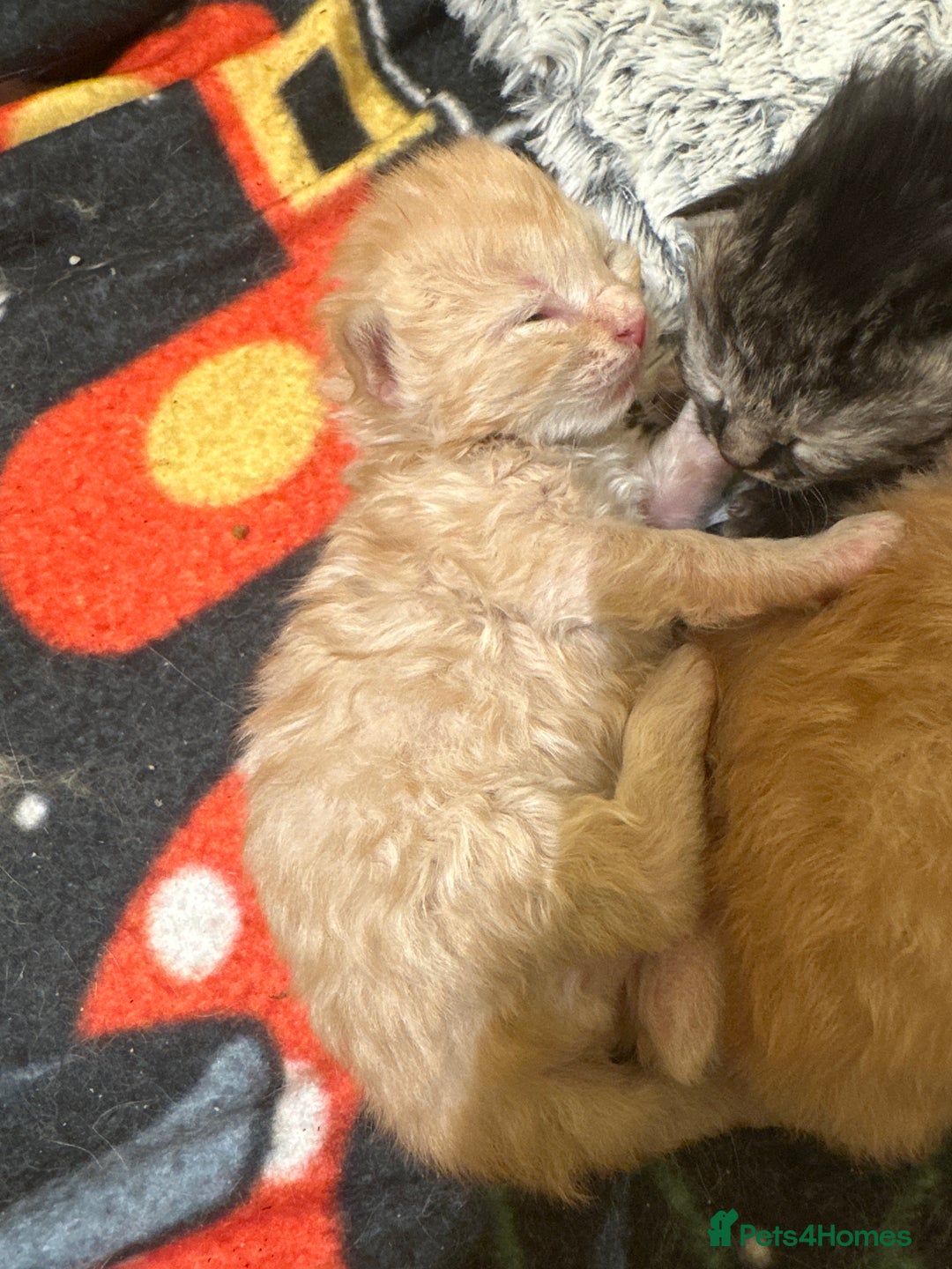 Maine Coon cats for sale: Gorgeous Maine coone kittens  - Image 21