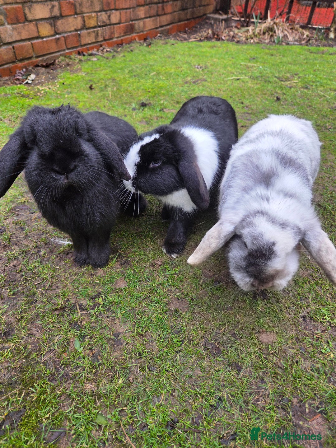 Mini Lop rabbits for sale: 3 mini lop bunnies  - Advert 1