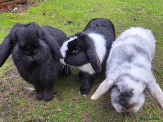 Mini Lop rabbits 3 mini lop bunnies - Advert 2