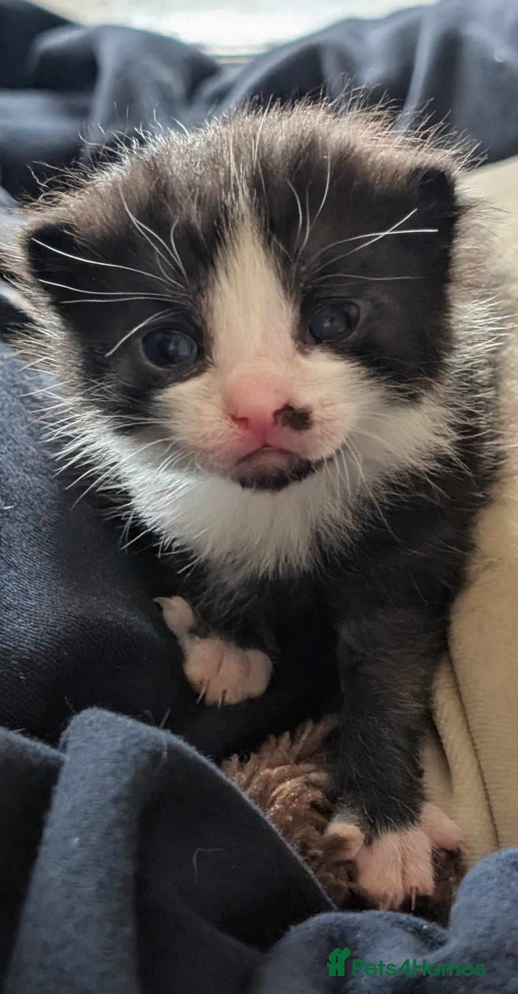 Mixed Breed cats Beautiful Well-Socialised Kittens - Advert 7