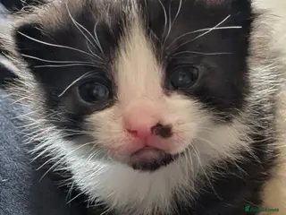 Mixed Breed cats Beautiful Well-Socialised Kittens - Advert 1