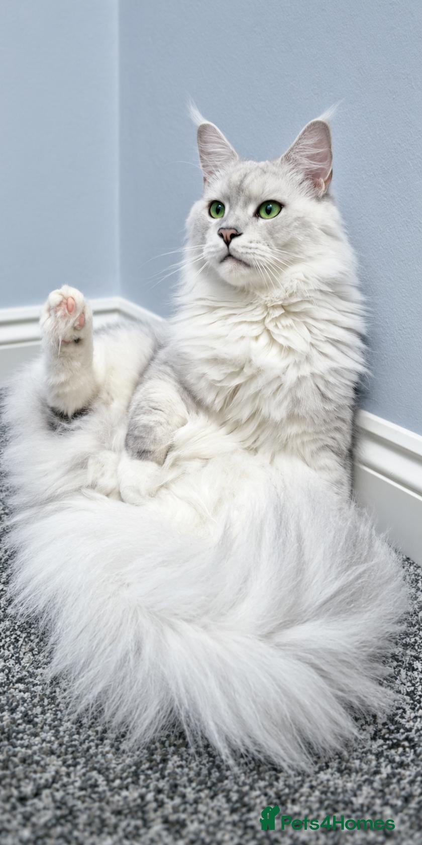 Maine Coon cats 💙 Pedigree Maine Coon Rare Shaded Affectionate  - Advert 1