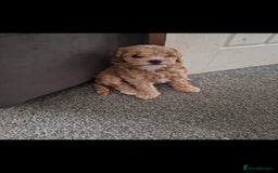 Cockapoo dogs for sale: Stunning cockpooa in Dagenham - Image 2