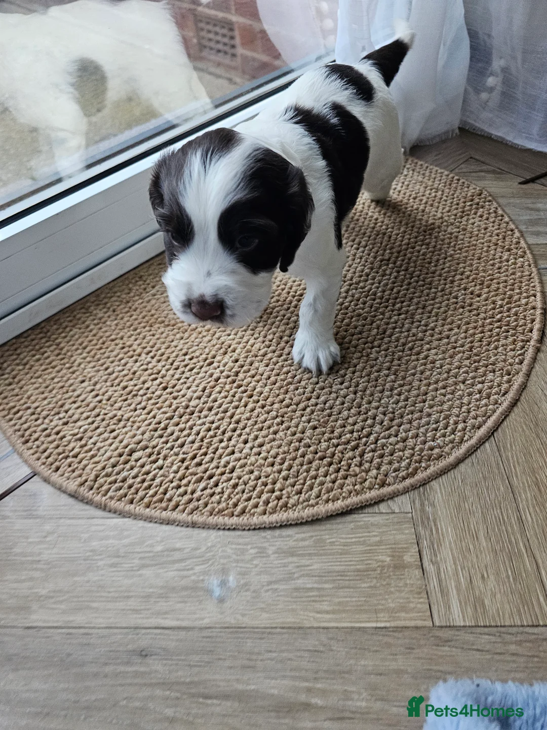 Cocker Spaniel dogs for sale: Male cocker spaniel pups - Advert 9