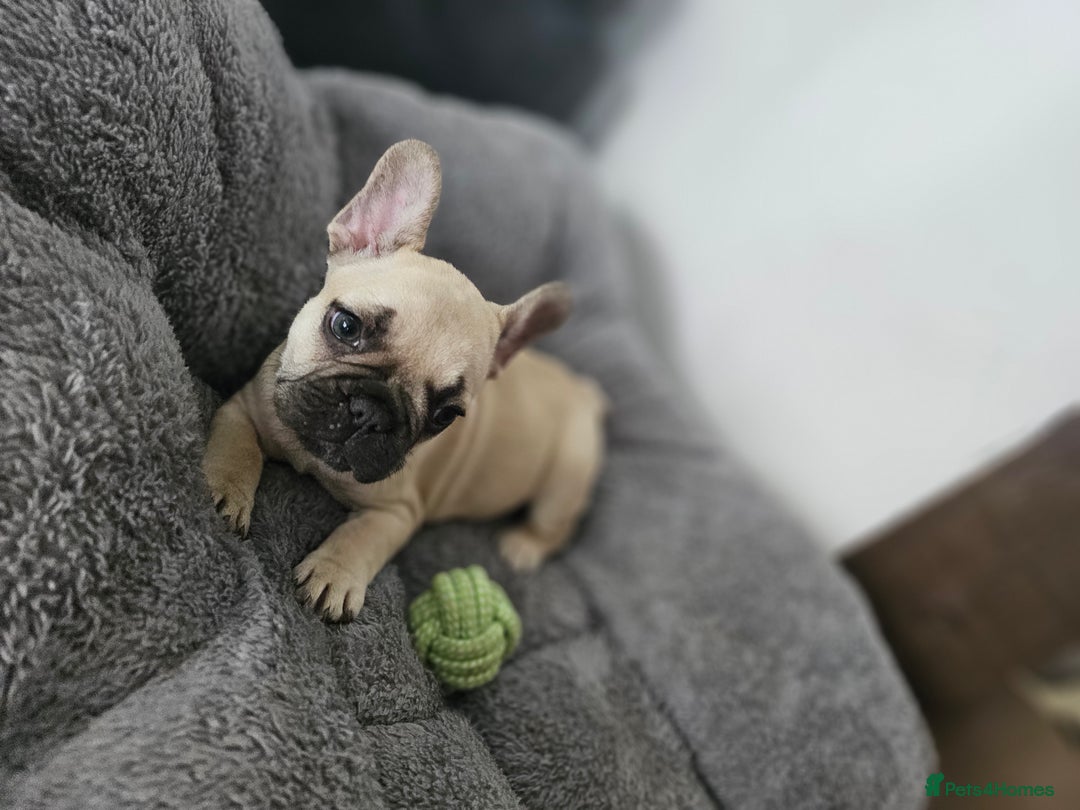 French Bulldog dogs for sale: French bulldog puppies  - Advert 4
