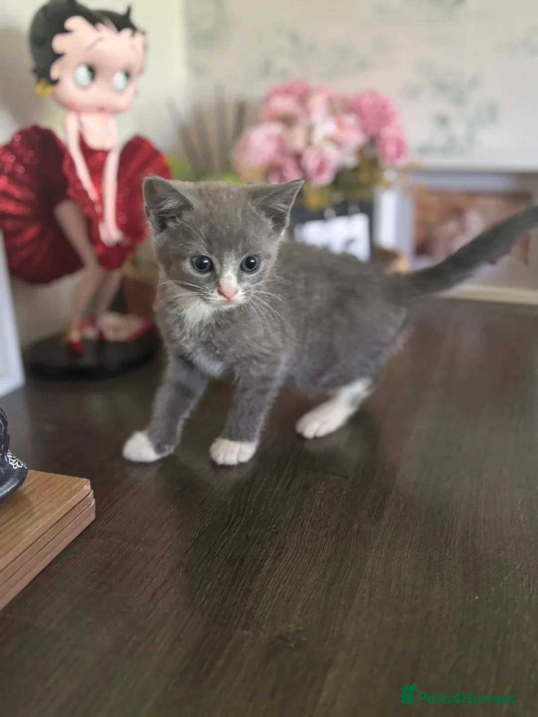 Domestic Shorthair cats for sale: 3 Boy Kittens Looking for Loving Homes - Advert 2