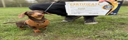Miniature Dachshund dogs for sale: Frankie in Search of His Forever Home  in Alfreton - Advert 10