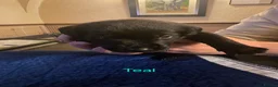 Labrador Retriever dogs for sale: Black Labrador puppies ready for homes Sunday 25th - Advert 17