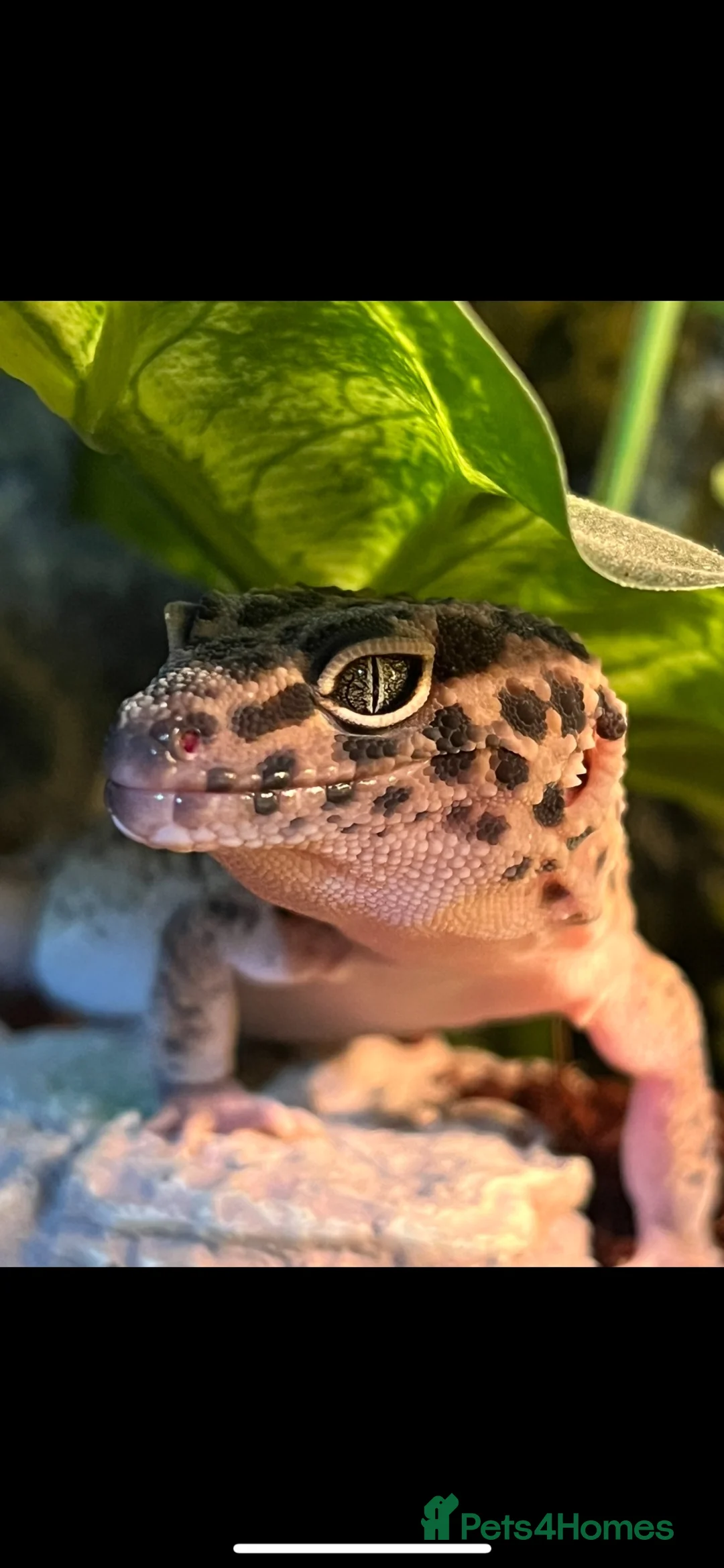 Leopard Gecko reptiles for sale: Rehoming Leopard Gecko in Manchester - Advert 1