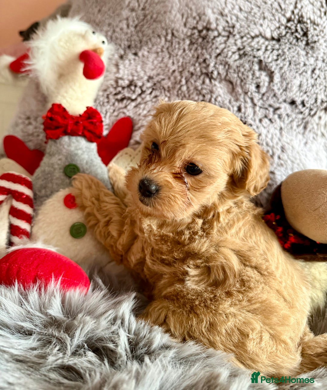 Maltipoo dogs for sale: F1 Beautiful Maltipool Puppies - Advert 23