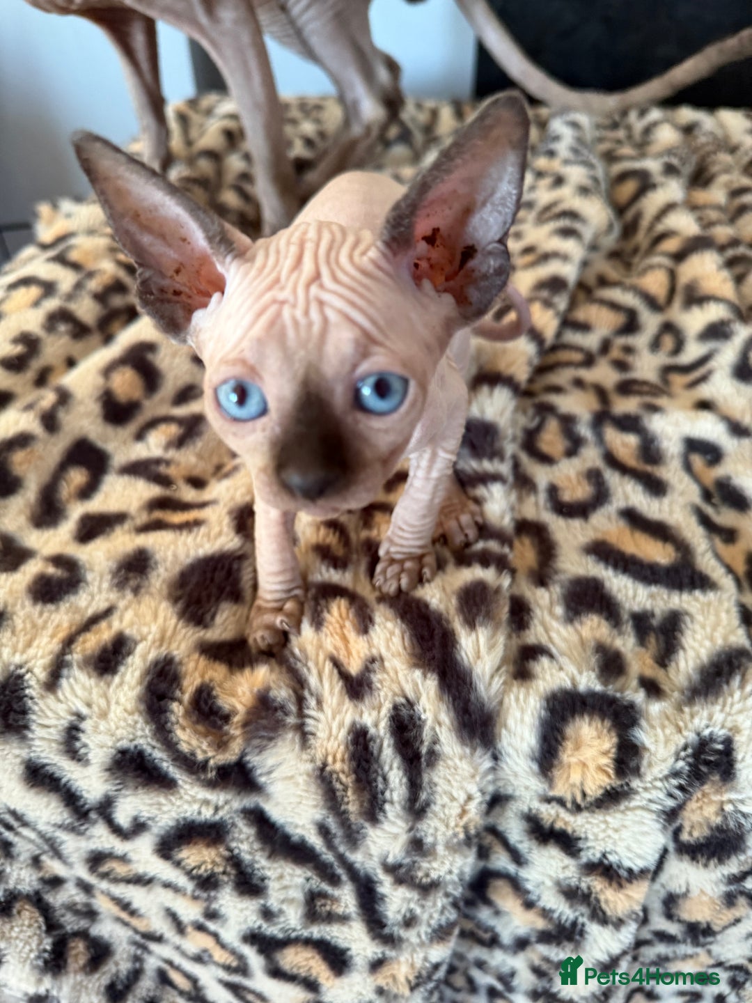 Sphynx cats for sale: canadian sphynx for sale  - Advert 32