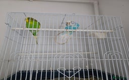 Budgerigars birds for sale: Budgerigar for sale  - Image 5