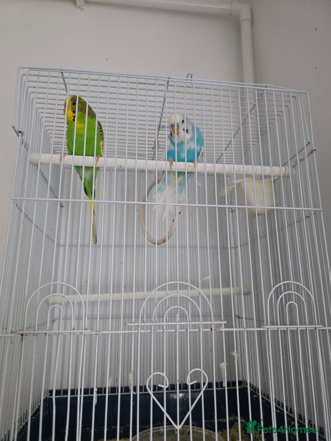 Budgerigars birds for sale: Budgerigar for sale  - Image 5